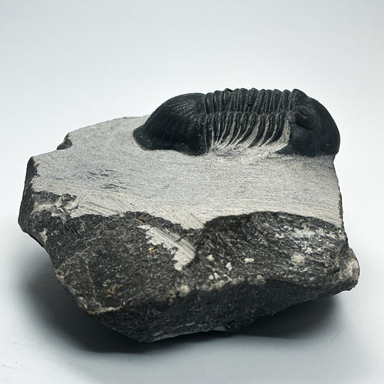 Trilobite Paralajurus Fossil