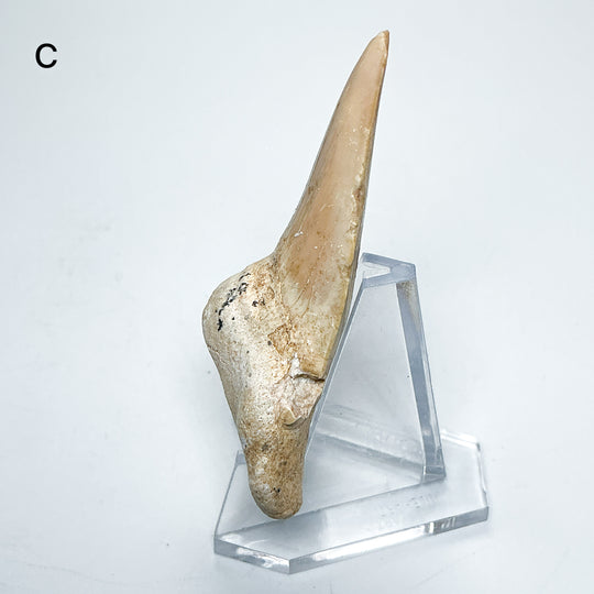 Fossilized Otodus/Lamna Shark Tooth Specimen
