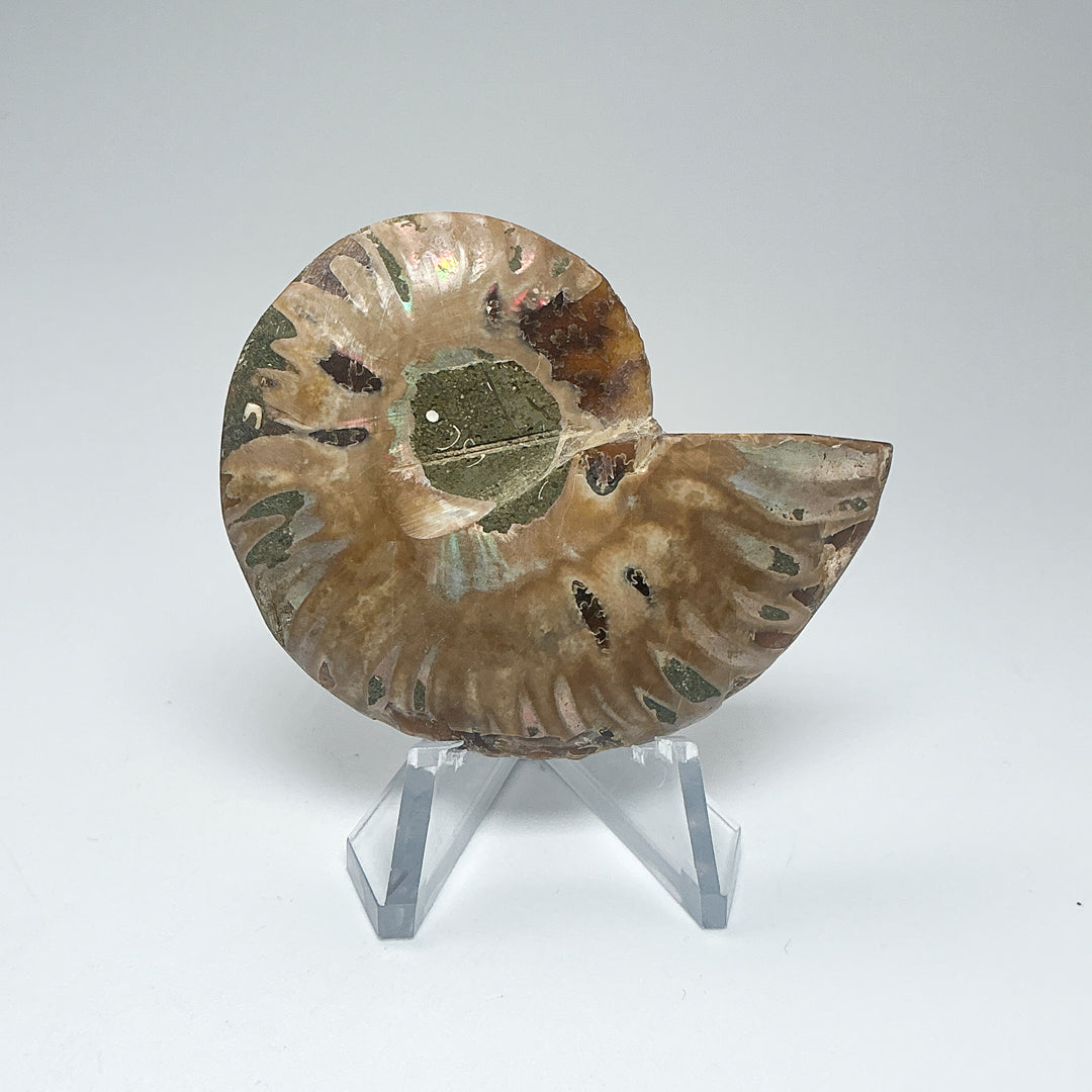 Chambered Ammonite