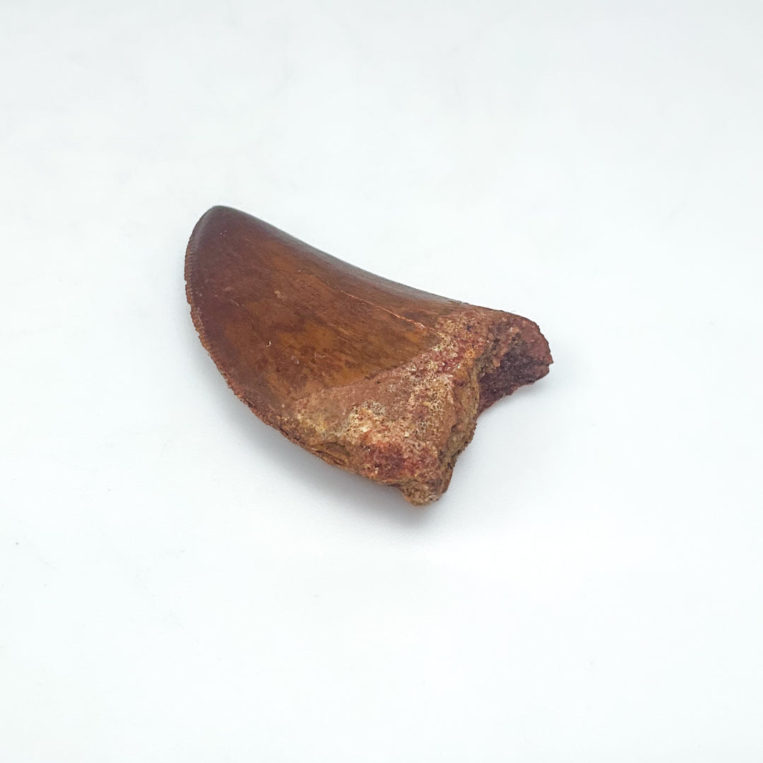 Fossilized Carcharodontosaurus Dinosaur Tooth Specimen