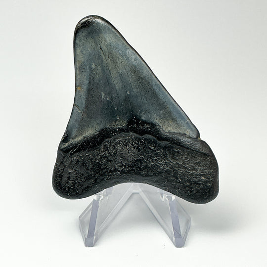 Fossilized Shark Tooth Specimen: Carcharodon Megalodon