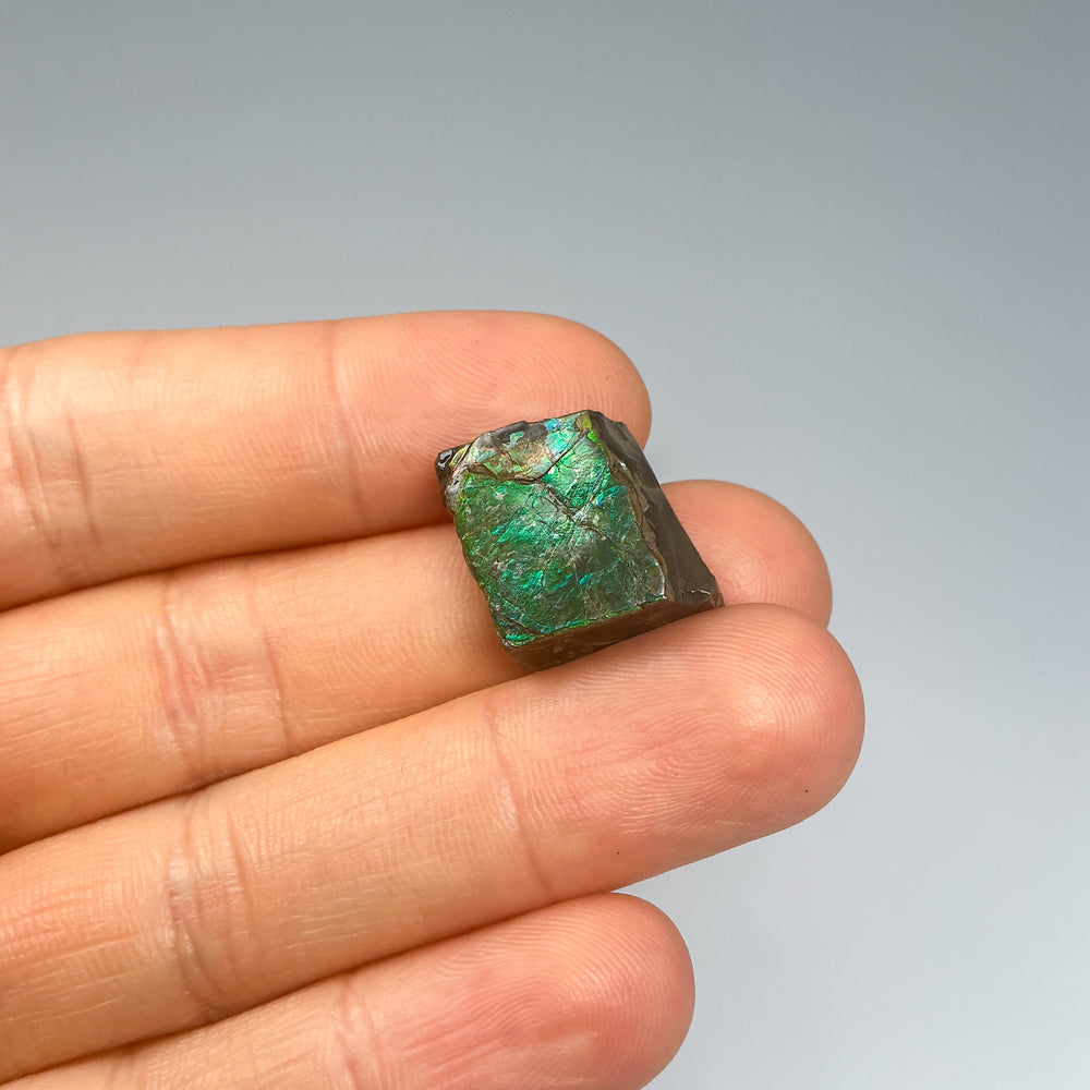 Ammolite Specimen