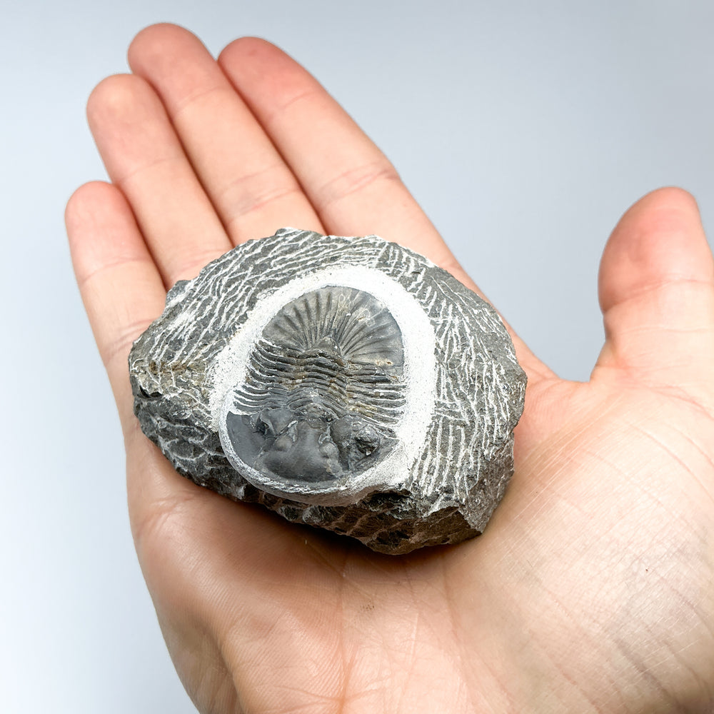 Trilobite Scutellum Fossil