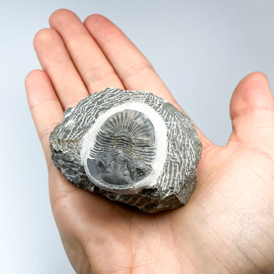 Trilobite Scutellum Fossil