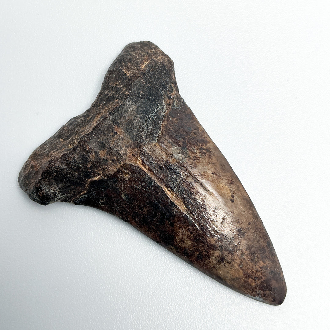 Fossilized Shark Tooth Specimen: Extinct Great White Shark