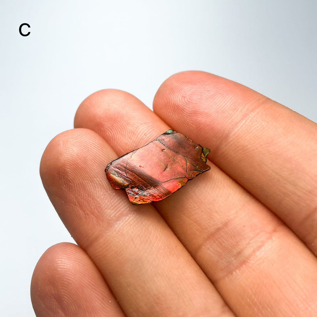 Ammolite Specimen
