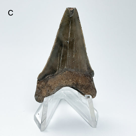 Fossilized Shark Tooth Specimen: Carcharodon Megalodon