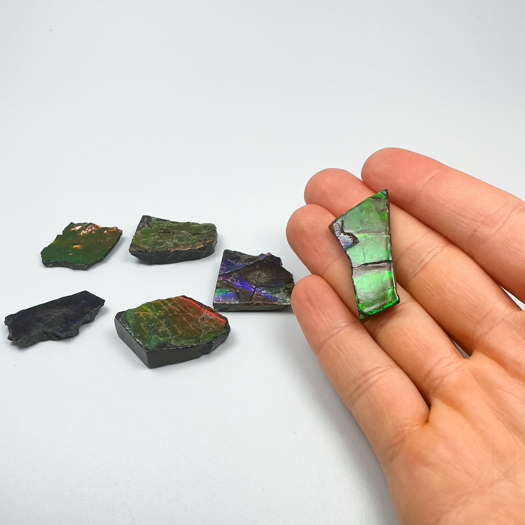 Ammolite Specimen