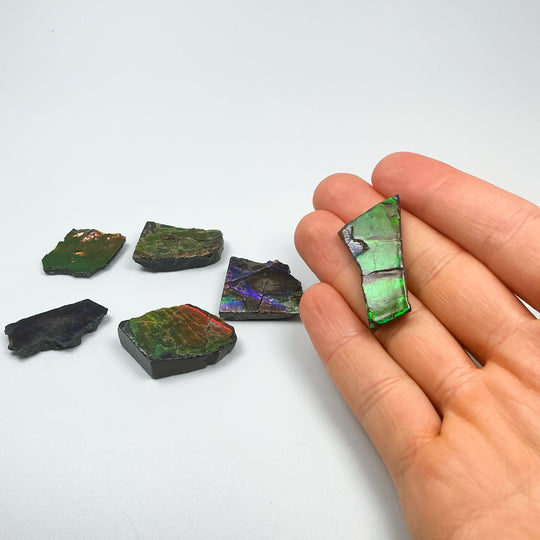Ammolite Specimen