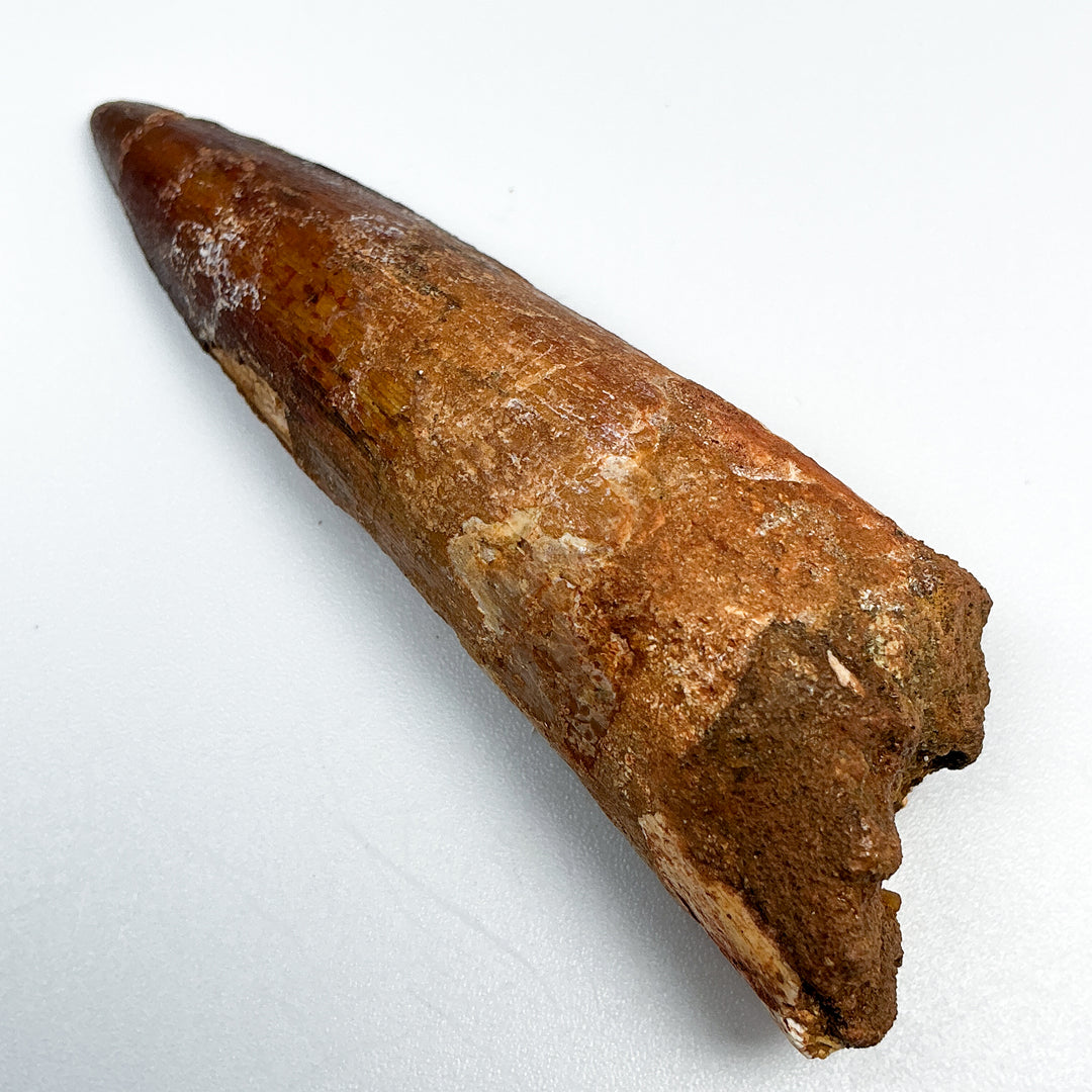 Fossilized Spinosaurus Tooth Specimen