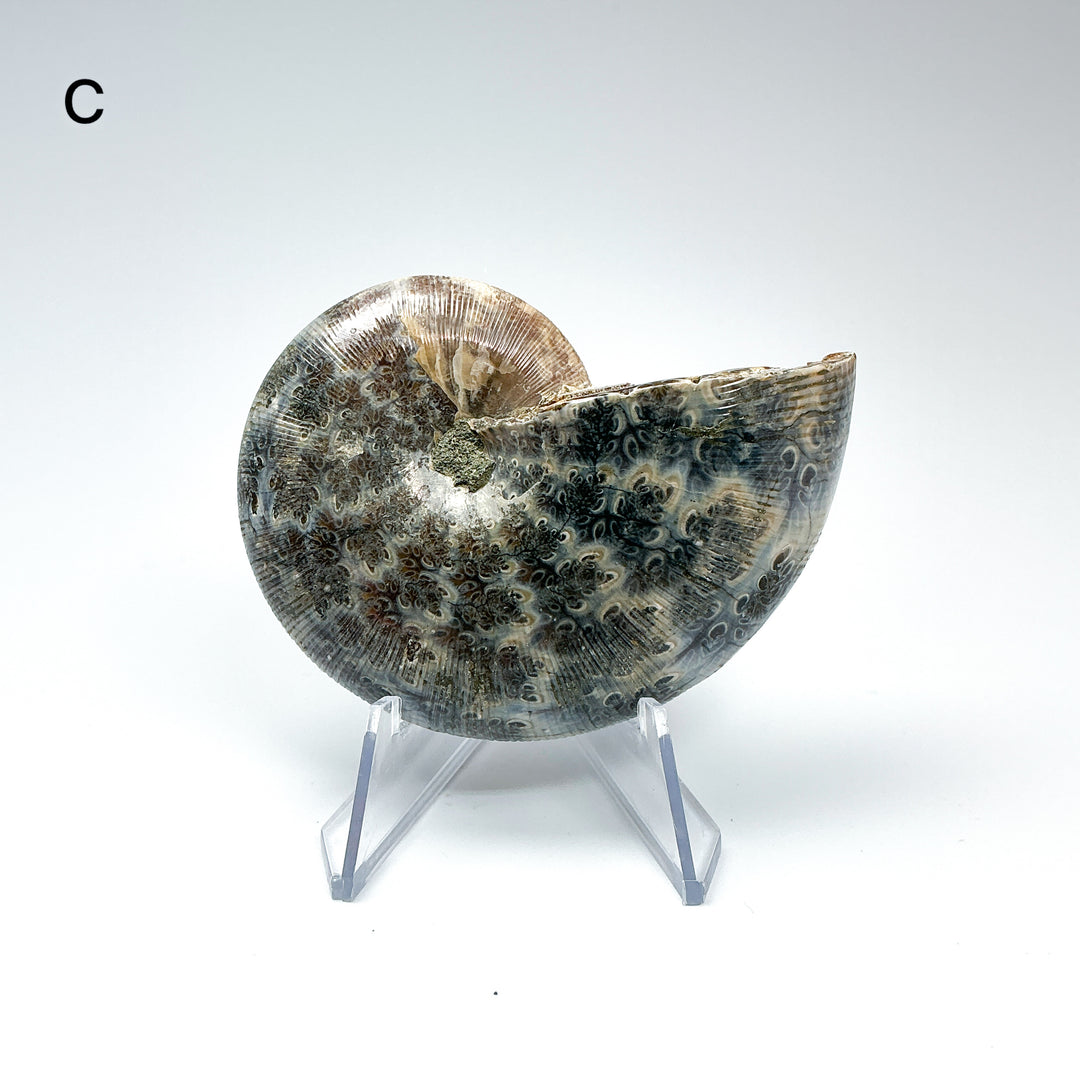 Chambered Ammonite - Rocks and Gems Canada
