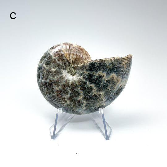Chambered Ammonite - Rocks and Gems Canada
