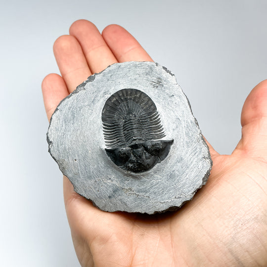 Trilobite Scutellum Fossil