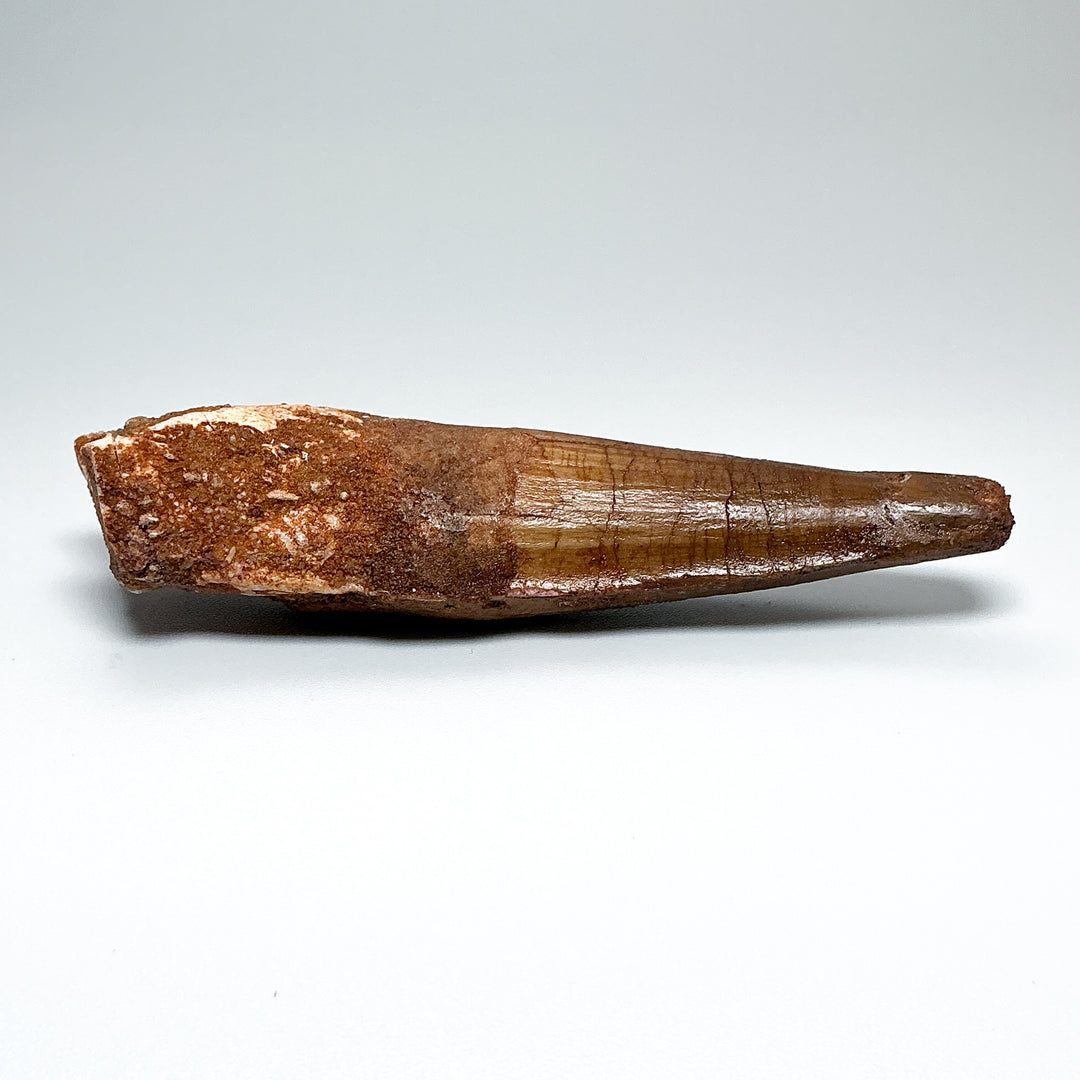 Fossilized Spinosaurus Tooth Specimen