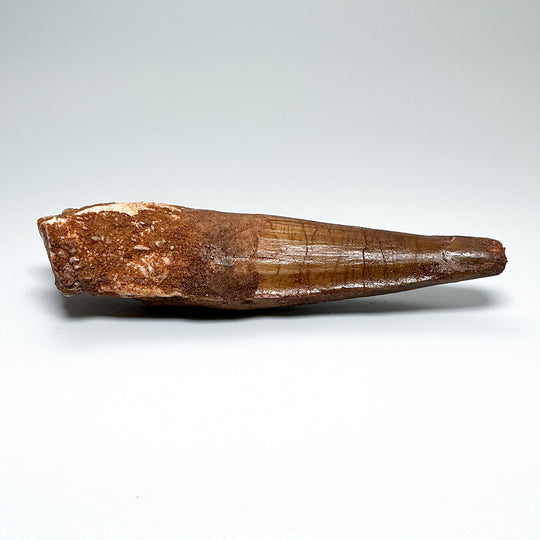 Fossilized Spinosaurus Tooth Specimen