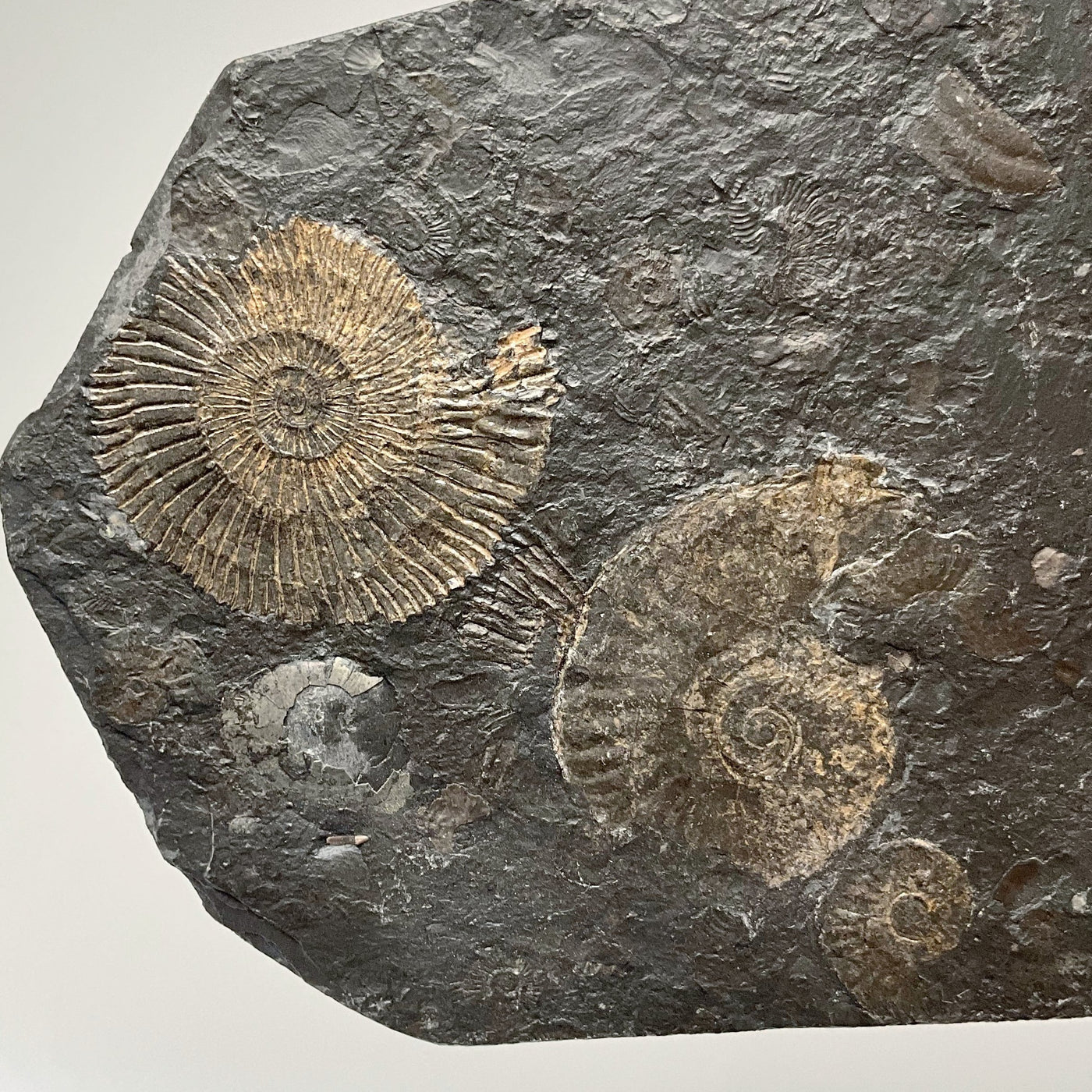 Dactylioceras Ammonite
