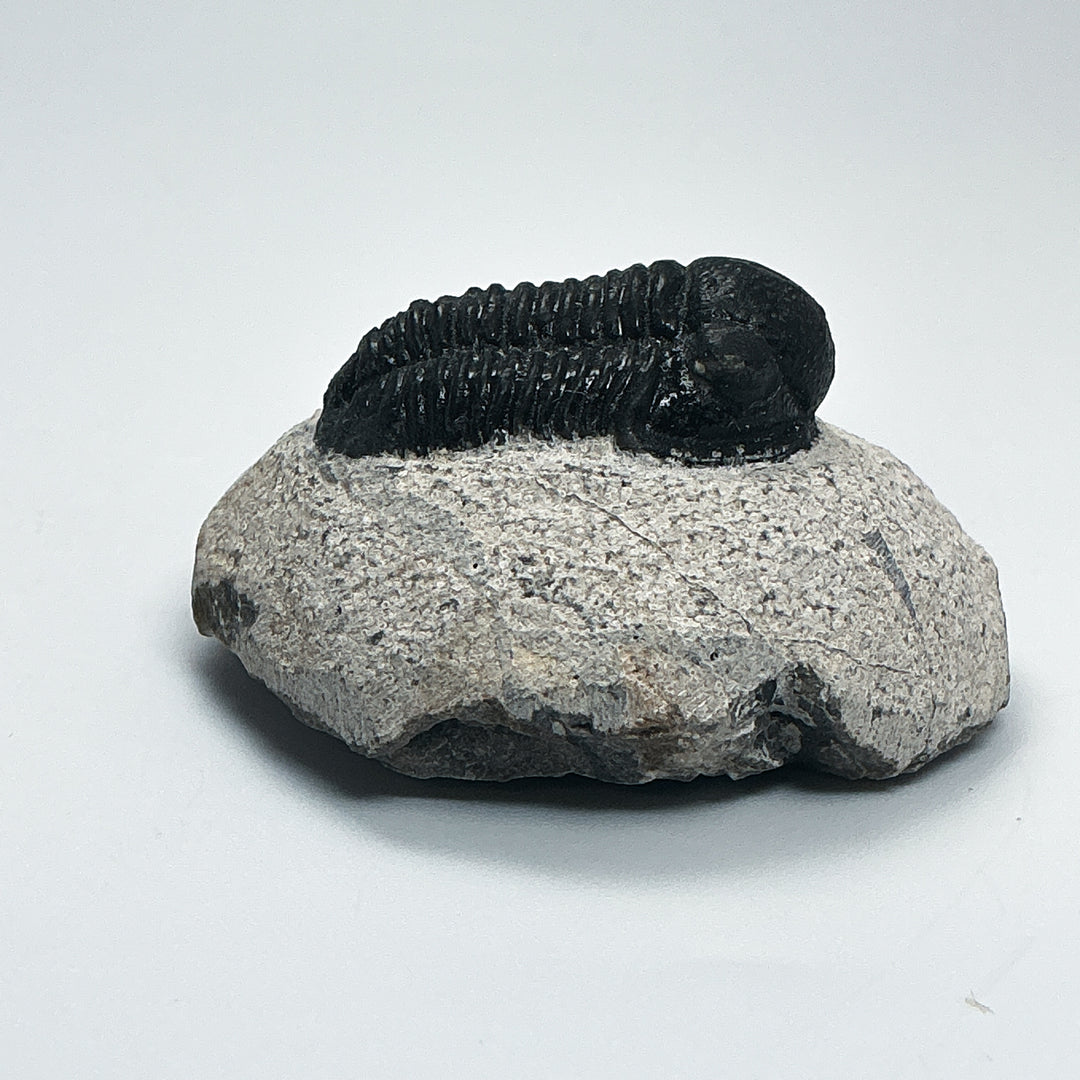Trilobite Proetus Fossil