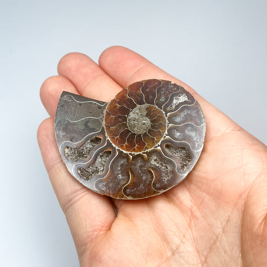 Chambered Ammonite
