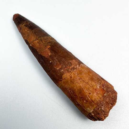 Fossilized Spinosaurus Tooth Specimen