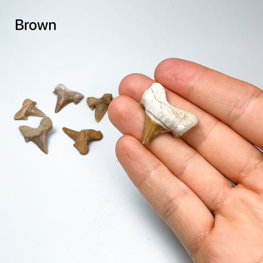Fossilized Otodus/Lamna Shark Tooth Specimen