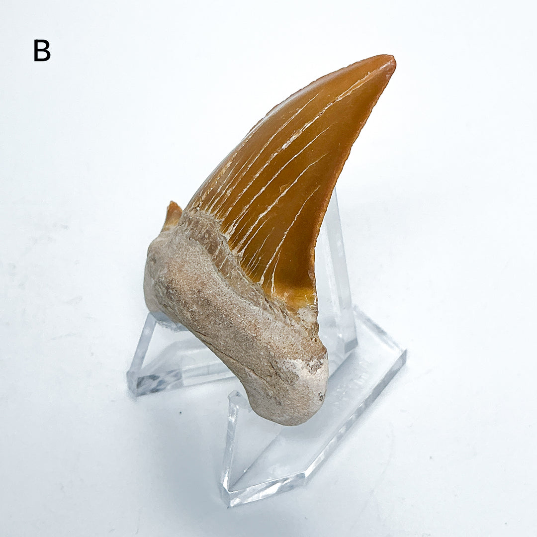 Fossilized Otodus/Lamna Shark Tooth Specimen