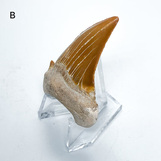 Fossilized Otodus/Lamna Shark Tooth Specimen