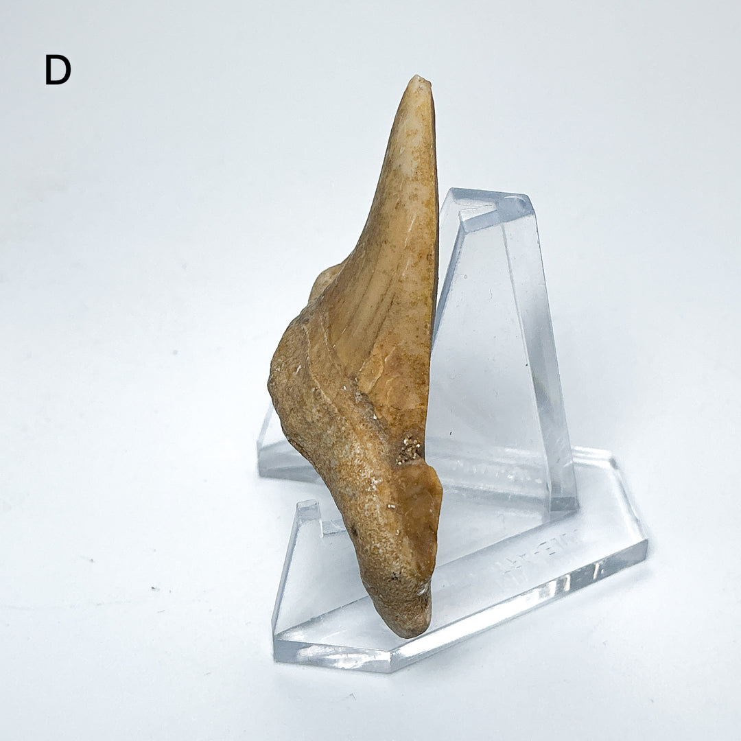 Fossilized Otodus/Lamna Shark Tooth Specimen