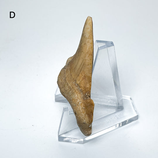Fossilized Otodus/Lamna Shark Tooth Specimen