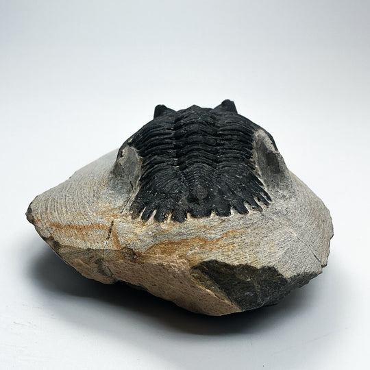 Trilobite Hollardops Fossil