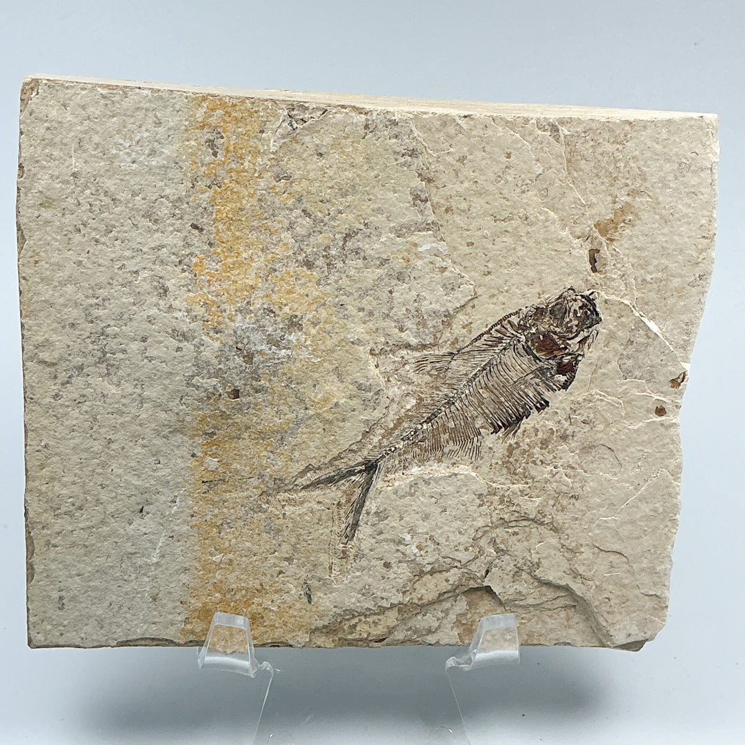 Fish Fossil