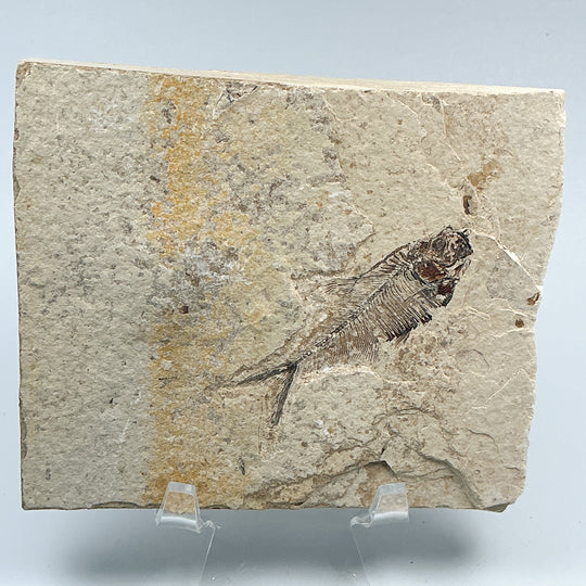 Fish Fossil