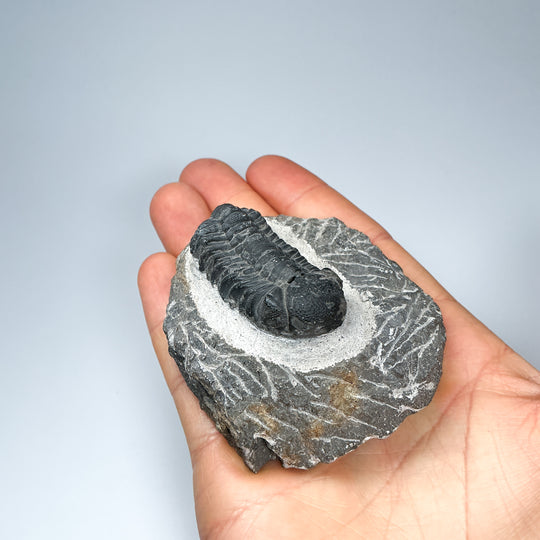 Trilobite Drotops Fossil