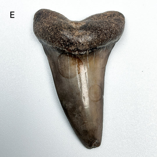 Fossilized Shark Tooth Specimen: Extinct Great White Shark