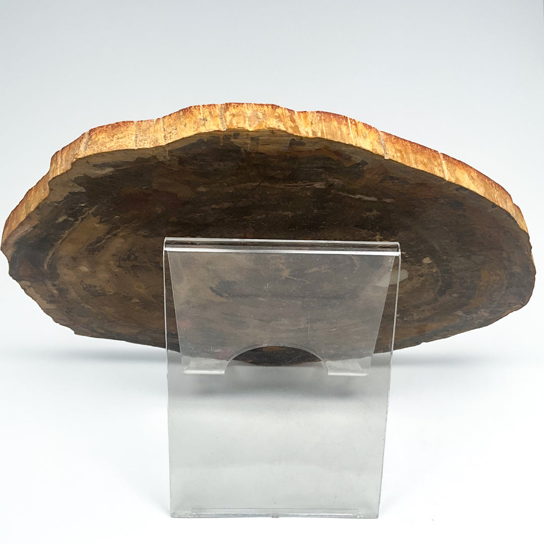 Petrified Wood Slice