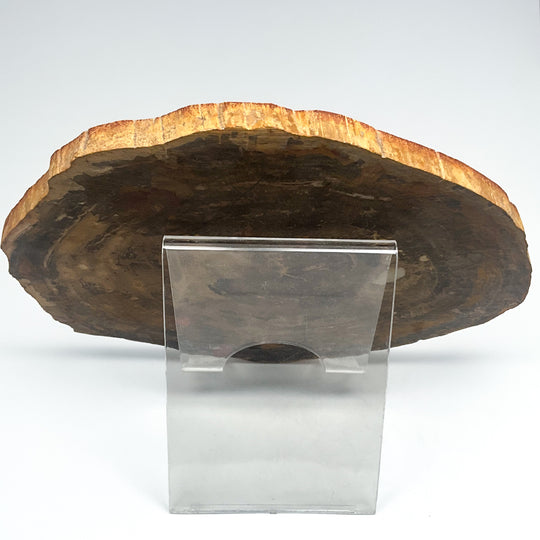 Petrified Wood Slice
