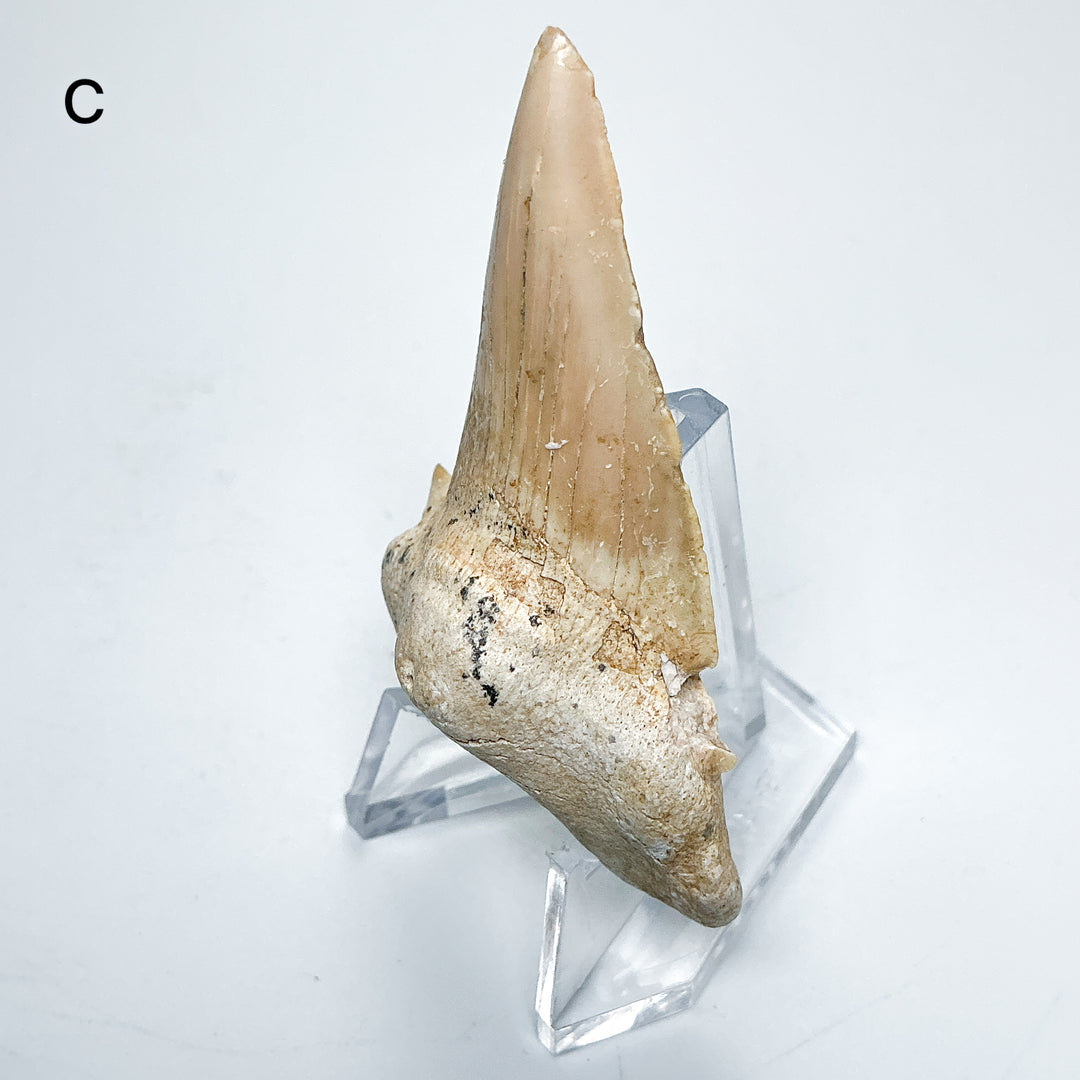 Fossilized Otodus/Lamna Shark Tooth Specimen
