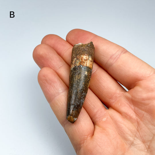 Fossilized Spinosaurus Tooth Specimen