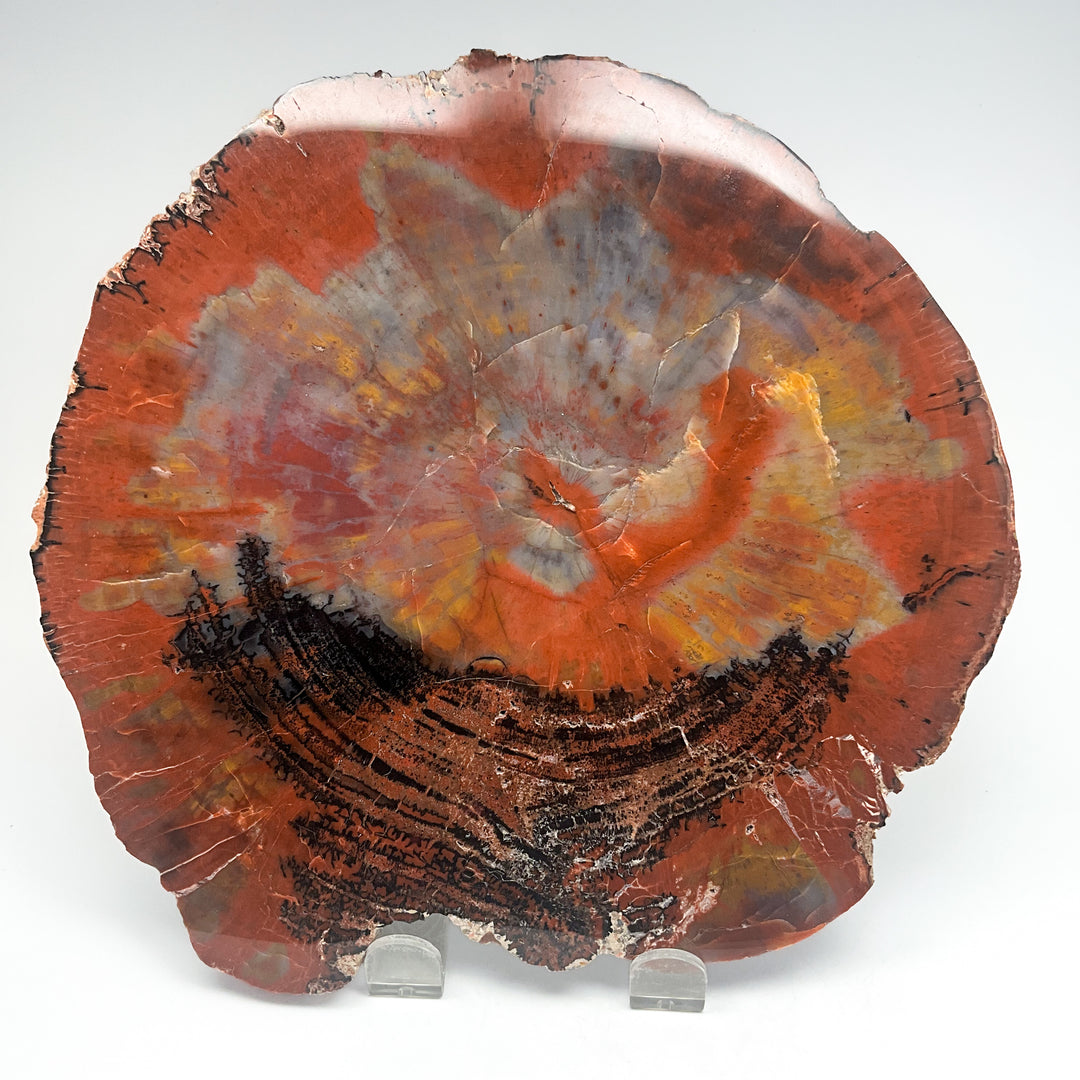Petrified Wood Slice