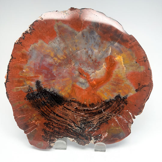 Petrified Wood Slice