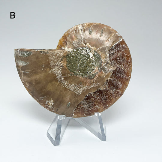 Chambered Ammonite