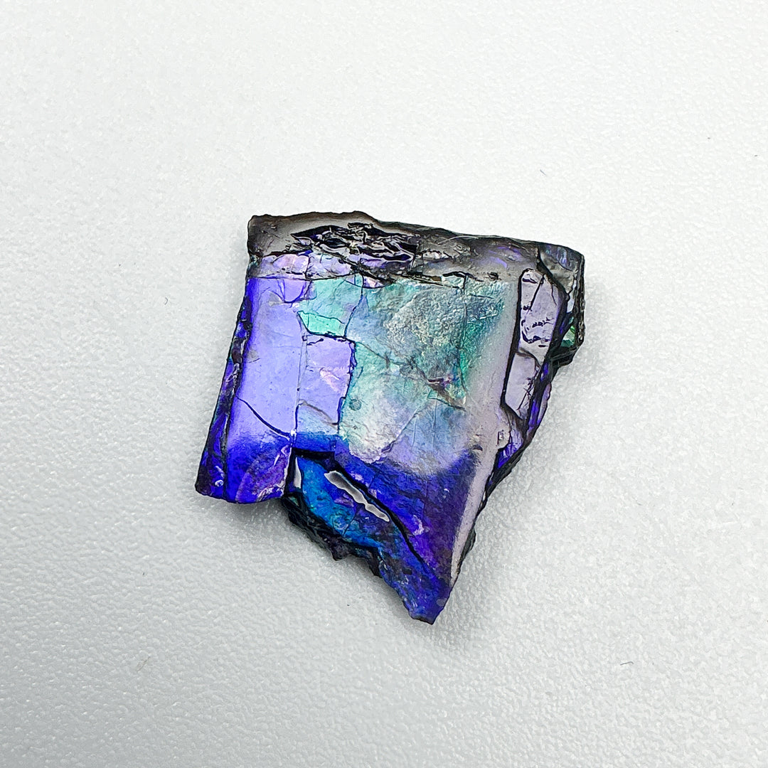 Ammolite Specimen