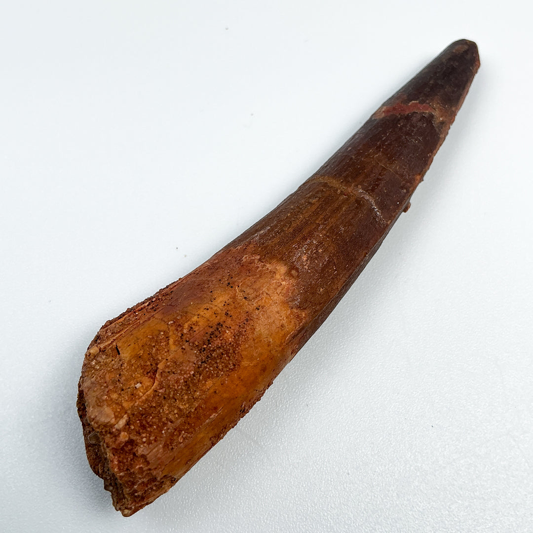 Fossilized Spinosaurus Tooth Specimen