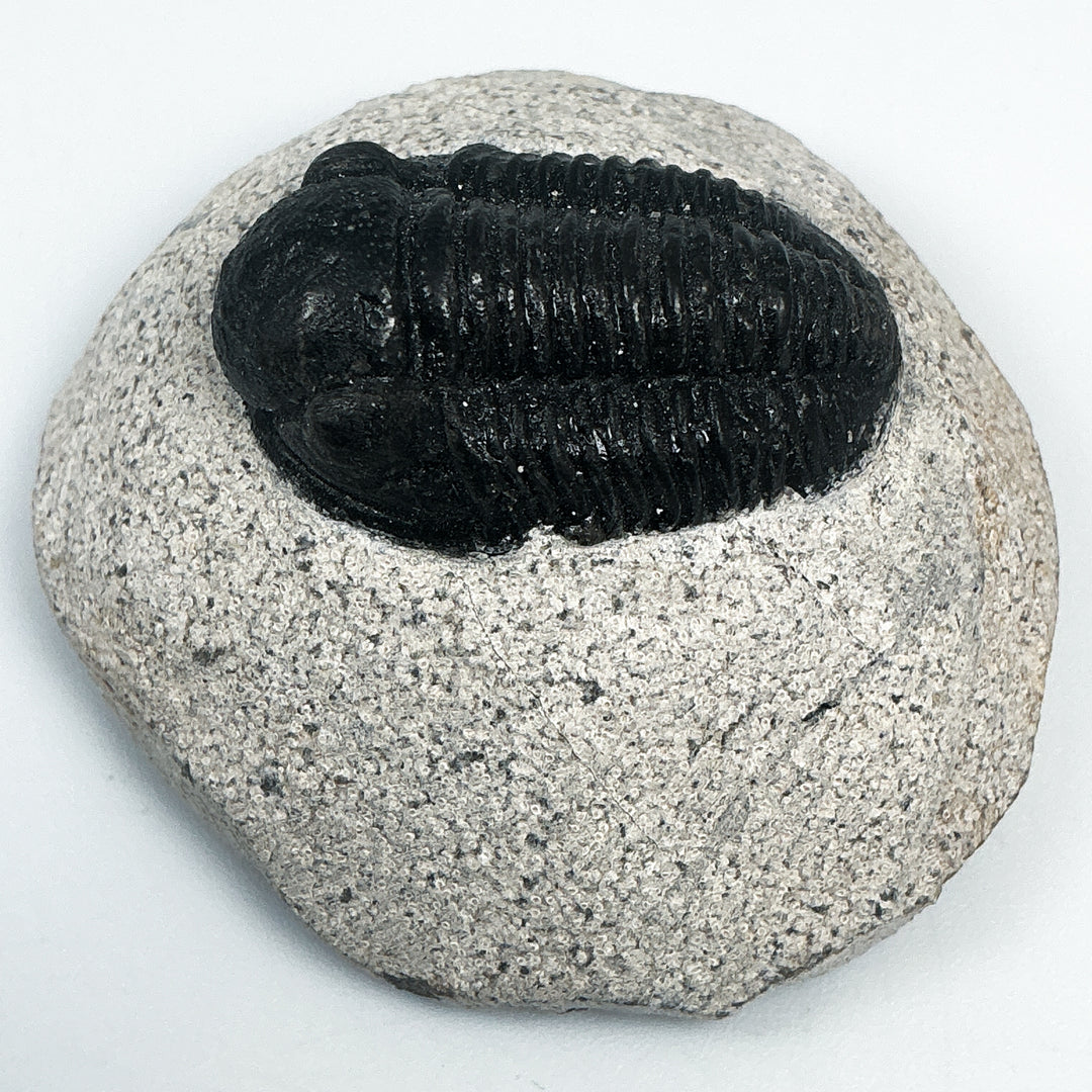 Trilobite Proetus Fossil