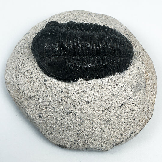 Trilobite Proetus Fossil
