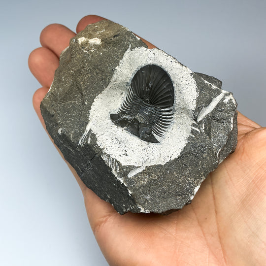 Trilobite Scutellum Fossil