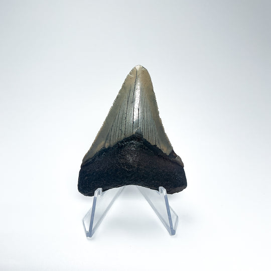 Fossilized Shark Tooth Specimen: Carcharodon Megalodon - Rocks and Gems Canada
