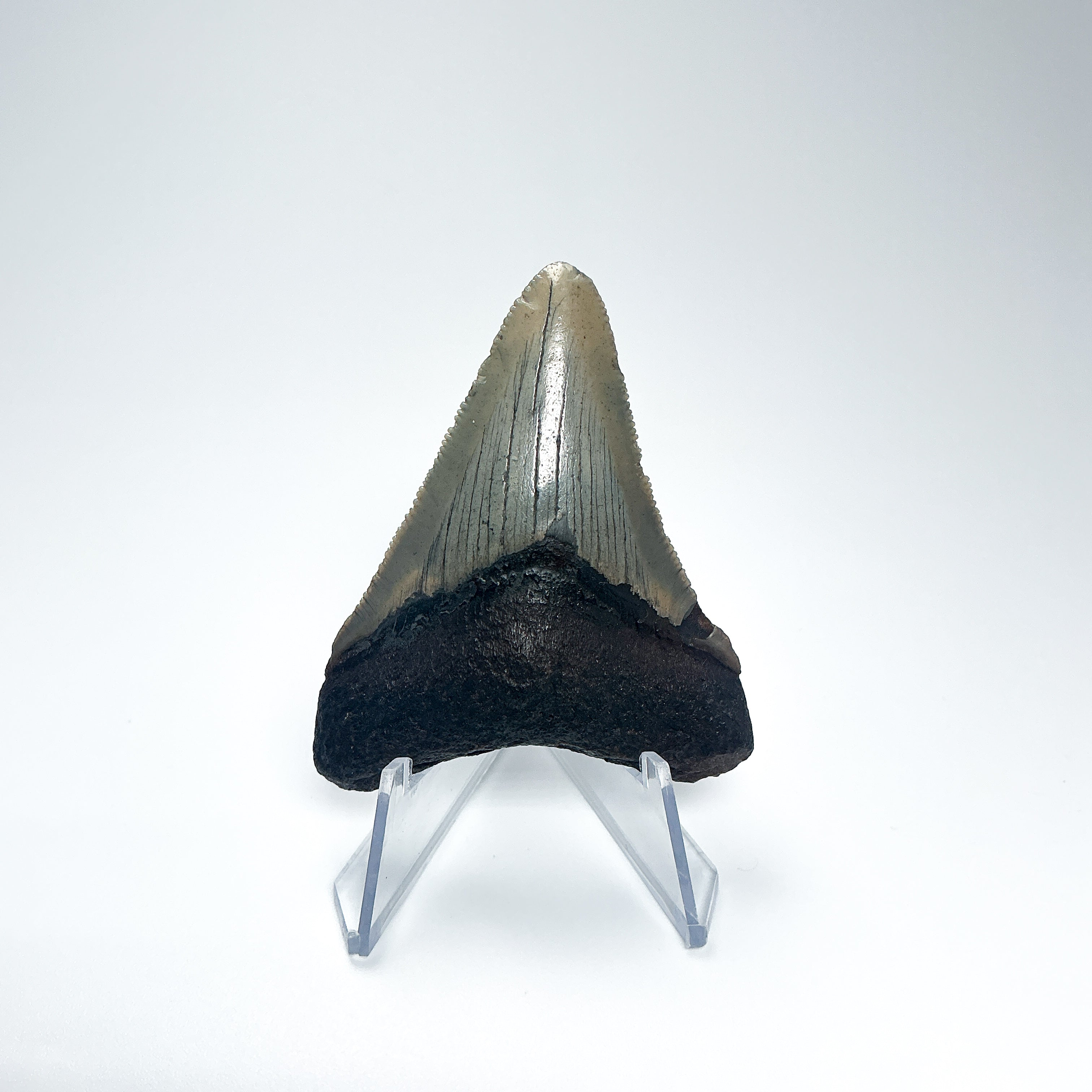 Fossilized Shark Tooth Specimen: Carcharodon Megalodon - Rocks and Gems Canada