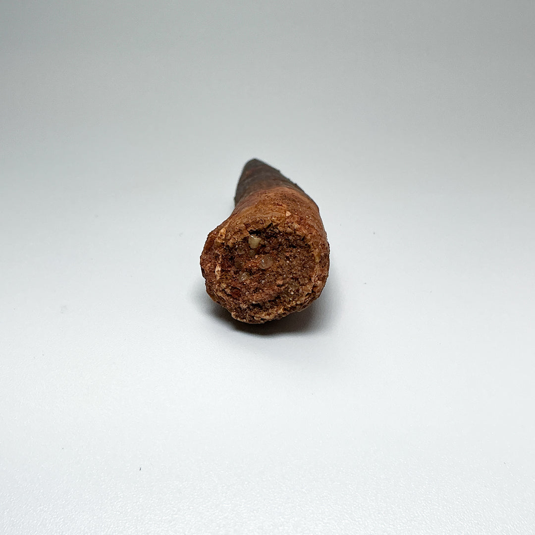 Fossilized Spinosaurus Tooth Specimen