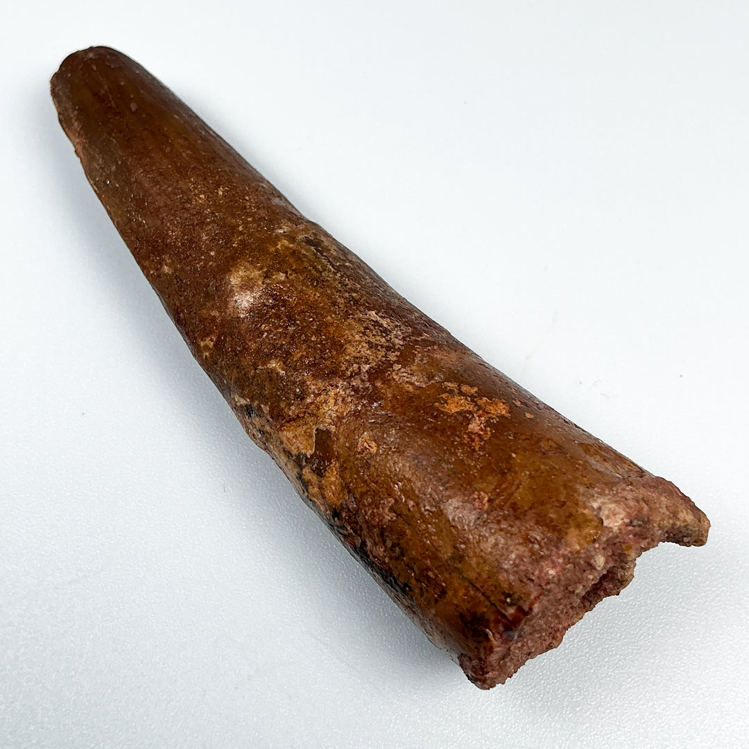 Fossilized Spinosaurus Tooth Specimen