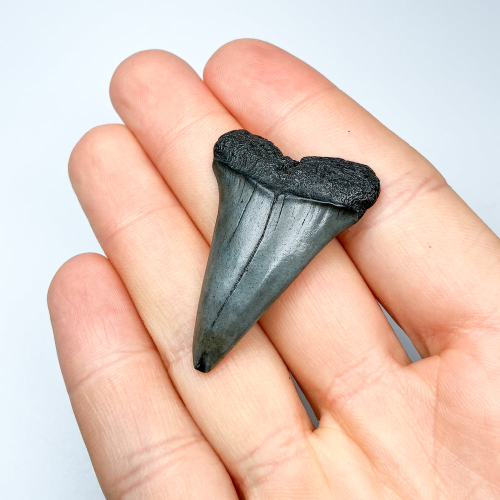 Fossilized Shark Tooth Specimen: Extinct Great White Shark